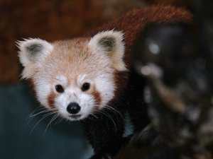 Red Panda at Drusillas Park.,_1.jpg